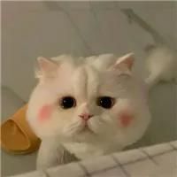 性格跟主人像的猫的宠物名字大全霸气有范儿-可爱点