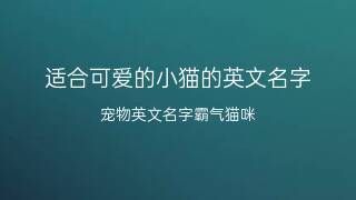 宠物猫起名字英文类型的 宠物猫英文名字大全洋气