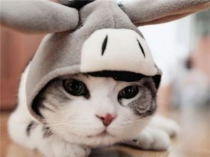 宠物猫的名字大全（宠物猫的名字大全可爱）