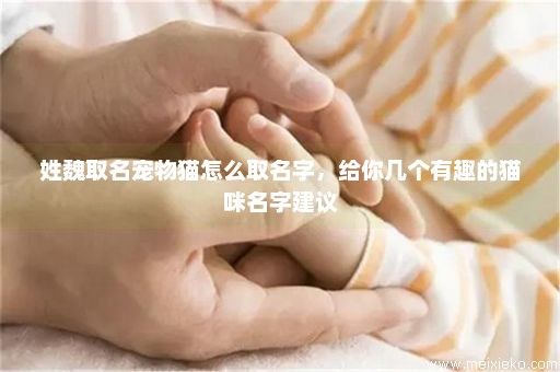 姓魏取名宠物猫怎么取名字，给你几个有趣的猫咪名字建议