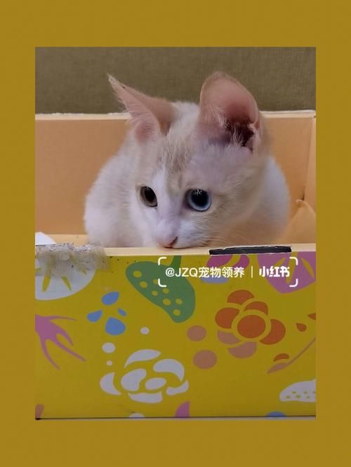宠物猫取名字大全爱黏人会撒娇 给猫咪取个特殊的名字