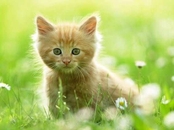 给猫咪取个特殊的名字 有什么名字推荐 代表好运的猫咪名字