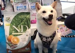 石家庄宠物寄养,如何挑选安全放心的场所?