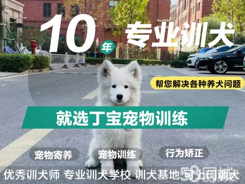 丁宝训犬·专业资深训犬师、专业解决狗的各种坏习惯 训犬 技能训练 宠物学校