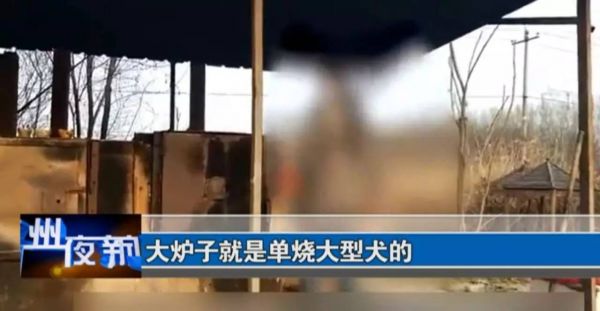 北京宠物火化服务怎么收费_北京 宠物火化 慈_宠物火化北京