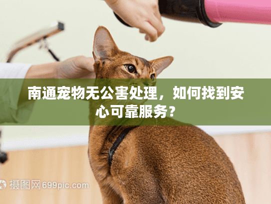 南通宠物无公害处理，如何找到安心可靠服务？