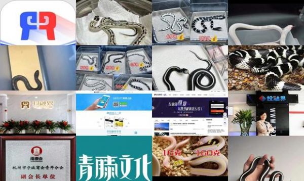 加州王蛇能长多大