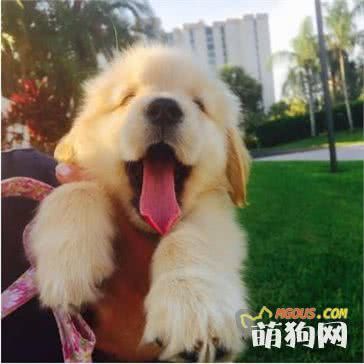 犬体外寄生虫之蠕形螨