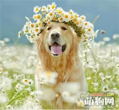 犬体外寄生虫之蠕形螨