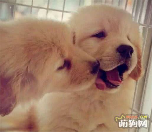 犬体外寄生虫之蠕形螨