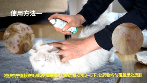 宠物蠕形螨治疗攻略