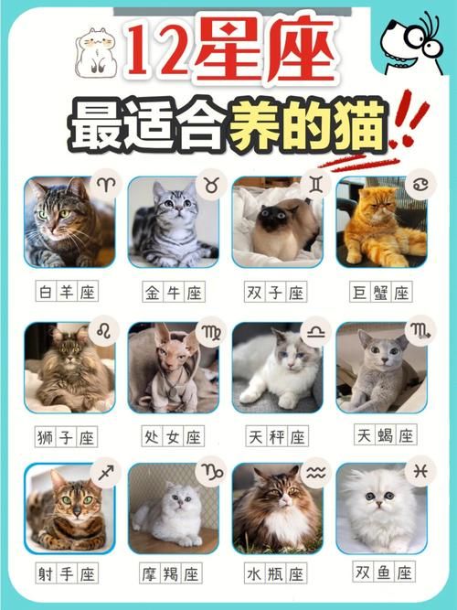 12星座最适合养什么猫咪快来对号入座