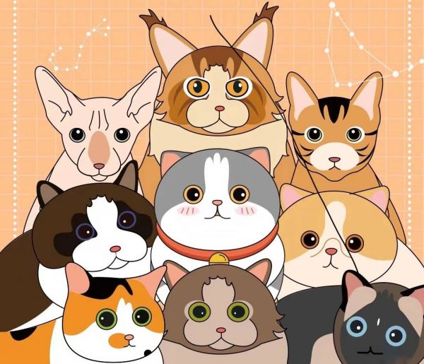 12星座适合养什么猫?快来对号入座吧_有氧_宠物_带着