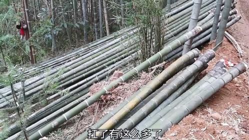 毛竹低至4元一条，各位网友有没有好的办法把竹子利益最大化