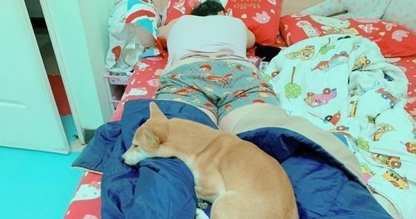 男主半夜说自己的腿没知觉，女主开灯一看笑喷：是被狗压住了