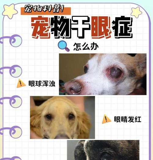 狗狗眼睛发炎的原因及预防方法(揭秘狗狗眼睛发炎的主要原因,为你的爱宠提供健康眼睛的保护)