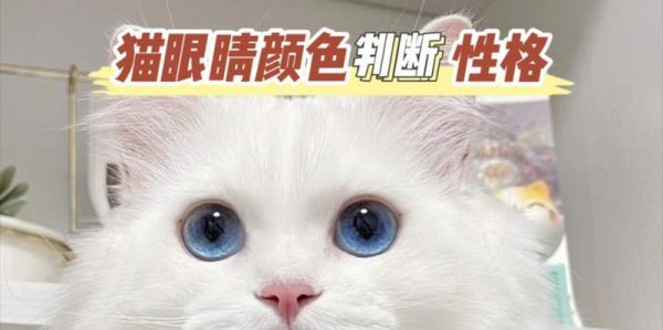 猫眼睛的颜色奇观(探索猫眼睛背后的奥秘,了解它们的颜色变化及意义)