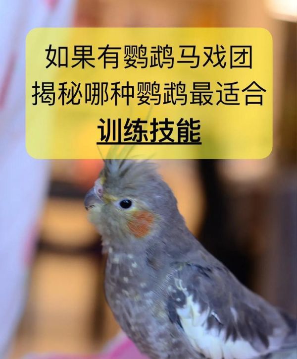 揭秘鹦鹉算命的真相(解密鹦鹉训练方法,揭示鹦鹉算命的幕后操作)