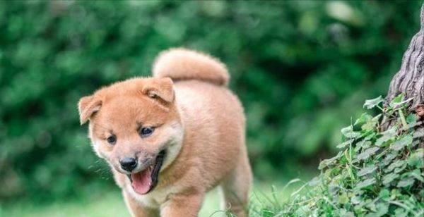 泰迪与柴犬(聪明度不代表一切,选择适合你的犬种关键在于...)