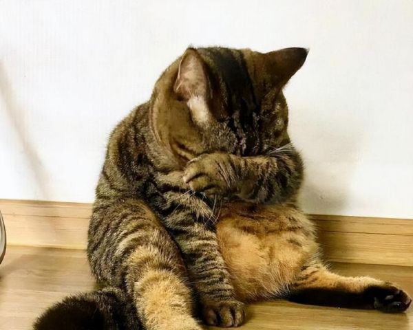 猫咪惨叫的暗示及解读(揭秘猫咪惨叫背后的隐含意义)