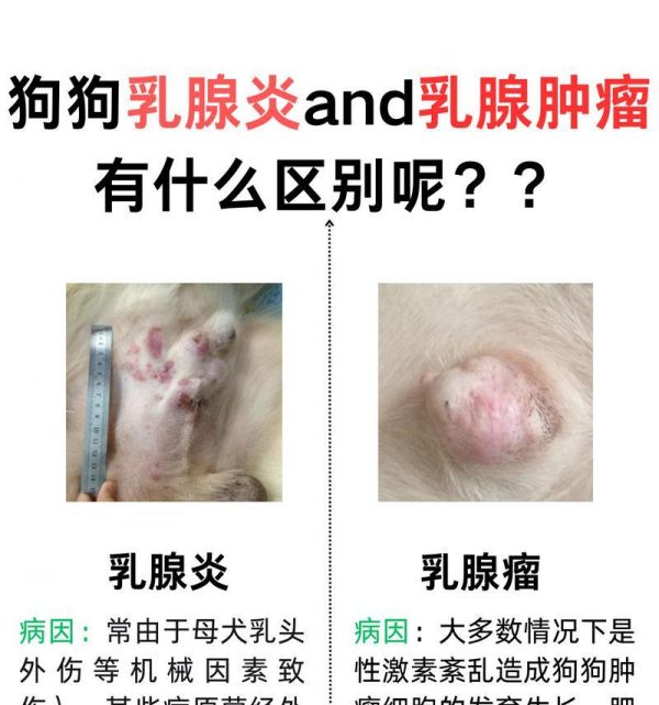 狗狗乳房发炎的症状及处理方法(详解乳房发炎症状,让你做个狗狗的贴心主人)