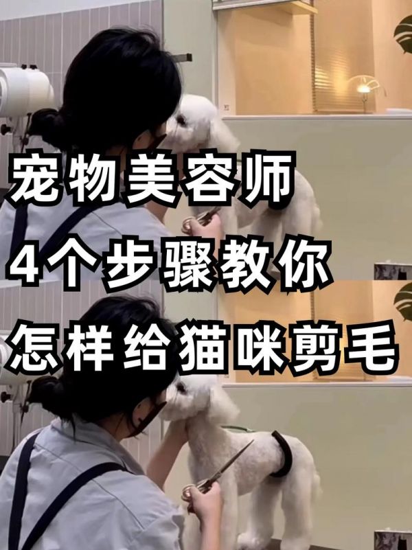 宠物美容练习剪毛,宠物美容教学剪毛视频