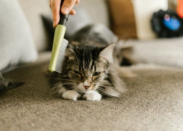Una mujer peina a su gato y le quita las pulgas