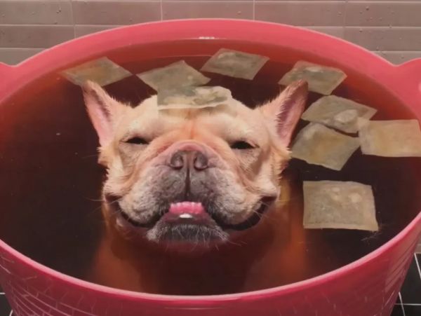 狗狗身上有跳蚤？试试老祖宗的“偏方”，一生受用