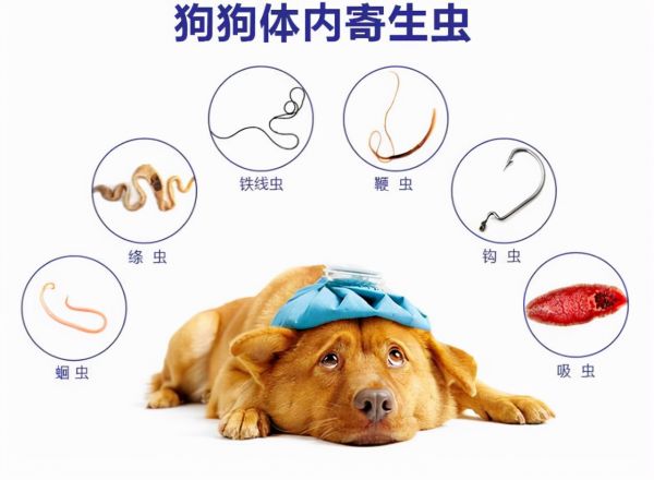 狗狗身上有跳蚤？试试老祖宗的“偏方”，一生受用