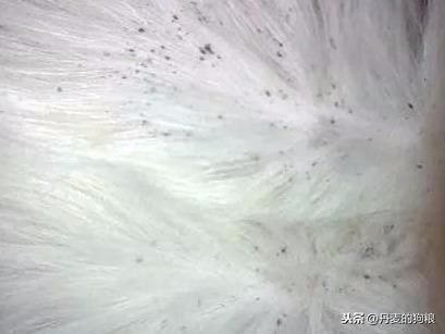 猫狗身上有跳蚤咋办？洗干净也还是无法杜绝？知道这些你就别愁了