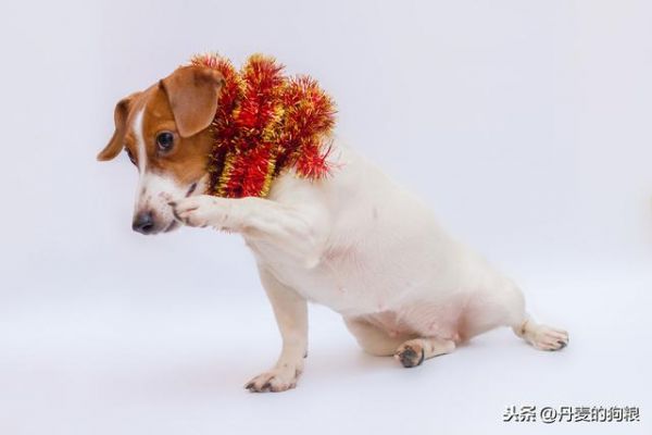 猫狗身上有跳蚤咋办？洗干净也还是无法杜绝？知道这些你就别愁了