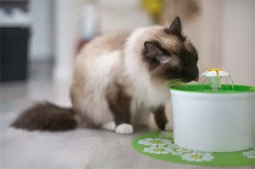 如何自制猫咪饮水机