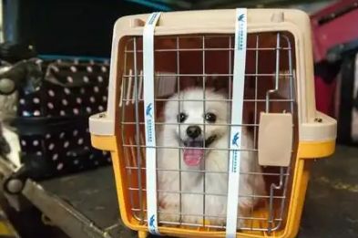 宠物犬跨国托运死亡，犬主人索赔16万余元起纷争