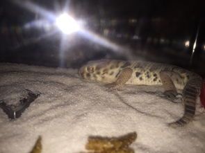 蜥蜴为什么不吃东西了?
