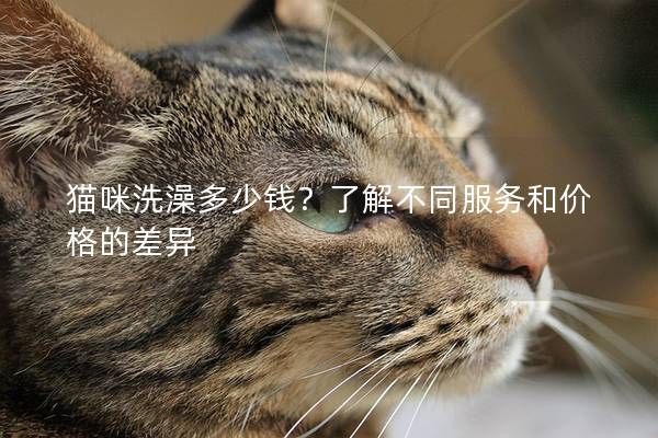 猫咪洗澡多少钱？了解不同服务和价格的差异