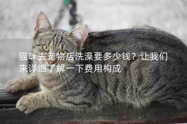 猫咪去宠物店洗澡要多少钱？让我们来详细了解一下费用构成