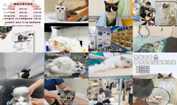 在宠物店给猫洗澡多少钱一次