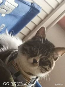 小猫咪洗澡大概需要多少钱呢?