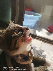 小猫咪洗澡大概需要多少钱呢?
