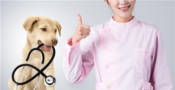 椒江宠物医院服务要点大探索