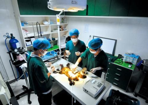 椒江宠物医院优质服务全探索
