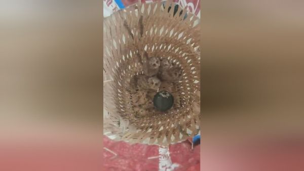 来头不小!达州村民竟在家中捡到…简直不要太萌了!