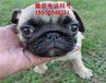 达州哪里有萨摩卖、小型犬