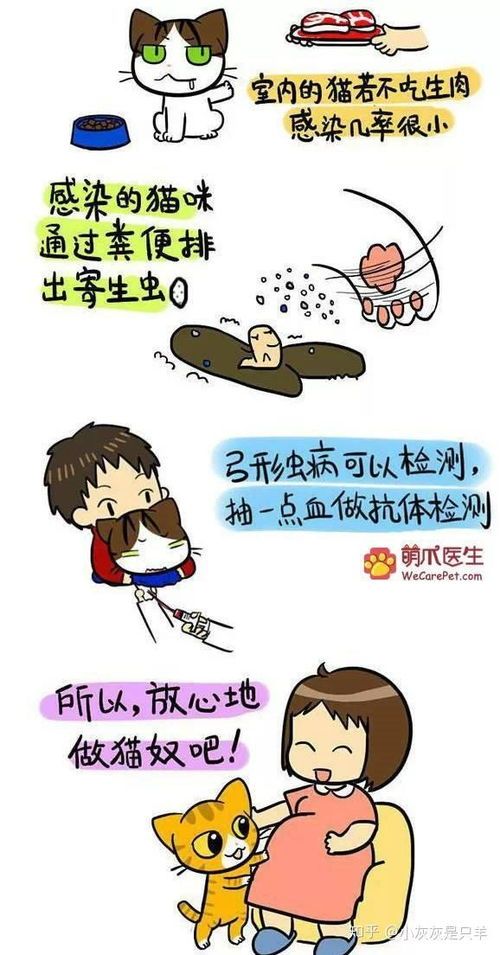 宠物弓形虫检测方法