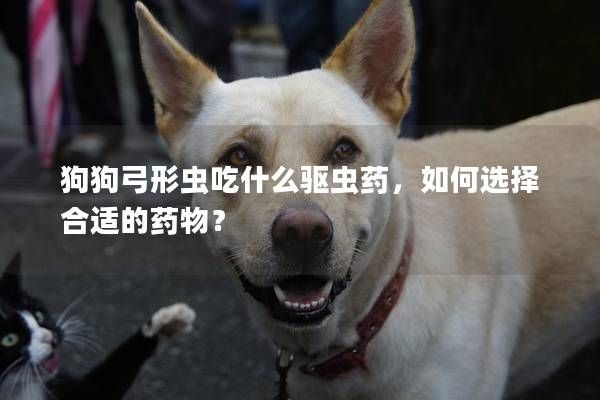 狗狗弓形虫吃什么驱虫药，如何选择合适的药物？