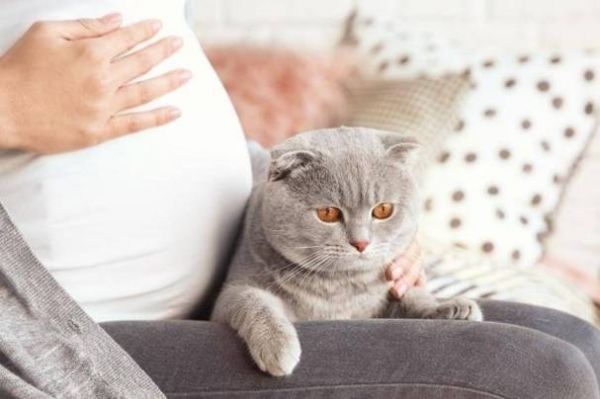 备孕期间养猫要做弓形虫检查