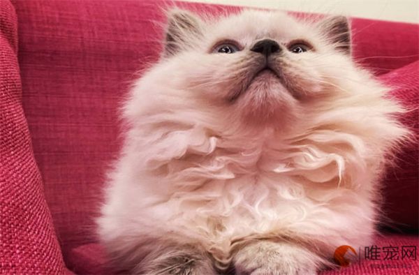 猫咪检测弓形虫要多久