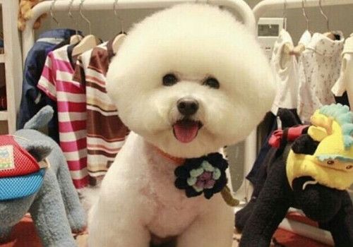 可爱