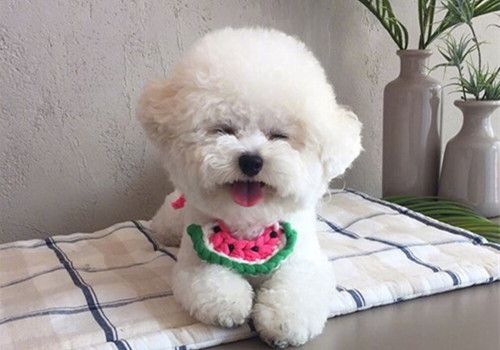 呆萌图片