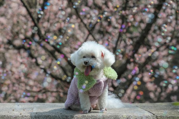 坐在公园里宠物狗比熊犬摄影